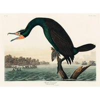 Audubon, John James Black uokvirena suvremena muzejska umjetnička gravura pod nazivom Floridski kormoran