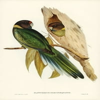 Žuto-ovlašteni papagaj-platycercus semitorquatus tisak plakata-John Gould