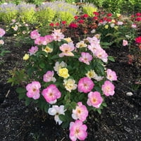 Bloomin 'Easy® Rosa Peach limunada 4 lončane raketlines® set biljaka Van Zyverden višeboja
