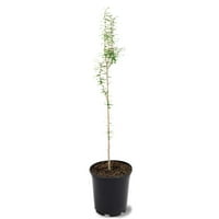 Simpson rasadnici 18 Bald Cypress živa biljka s loncem