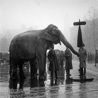 Slon, 1923. Nan slon koji usmjerava promet. Fotografija, prosinac 1923. Ispis plakata