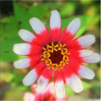 Zaštitni znak likovna umjetnost Cvijet na cvijetu Canvas Art by Patty Tuggle, 18 18