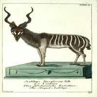 Ispis plakata s prugastom antilopom Daniela Socmana