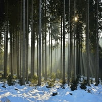 Sunce kroz crnogorična šuma zimi, Altenau, Harz, Donja Saksonija, Njemački tisak plakata Raimund Linke