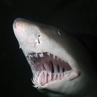 Pješčani tigar morski pas. Ispis plakata iz