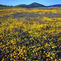 Kalifornija, Rancho Cuiamaca, cvjetni krajolik Christophera Talbota Franka
